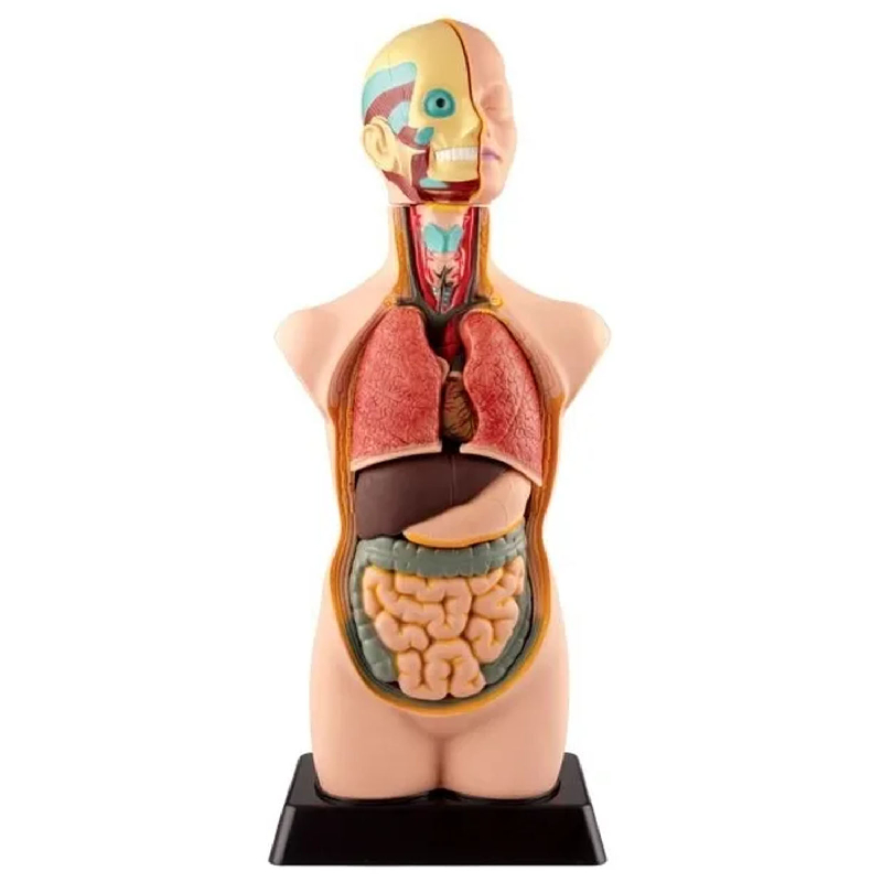 TORSO HUMANO DE 50 CMS - 11 PIEZAS