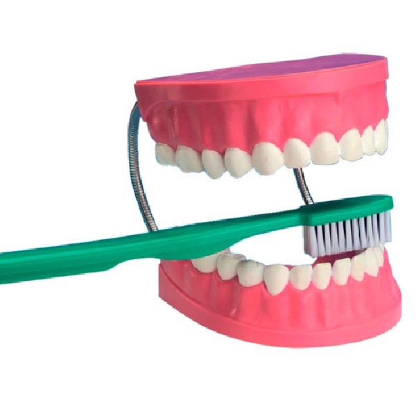 DENTADURA ARTICULADA CON CEPILLO 