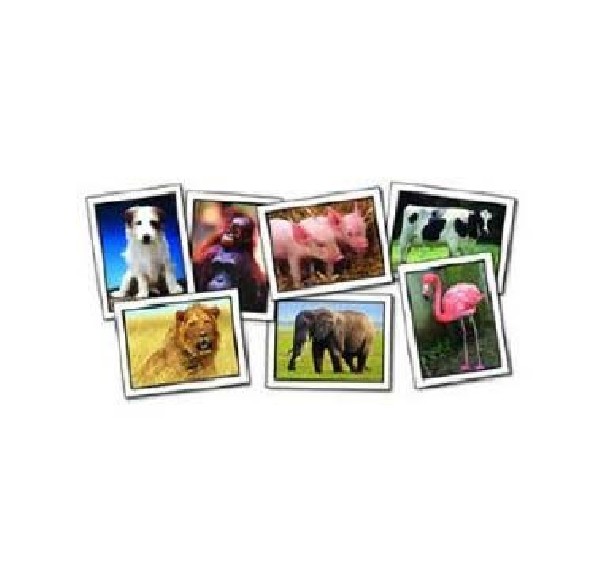 TARJETAS DE ANIMALES DEL MUNDO 48 TARJETAS