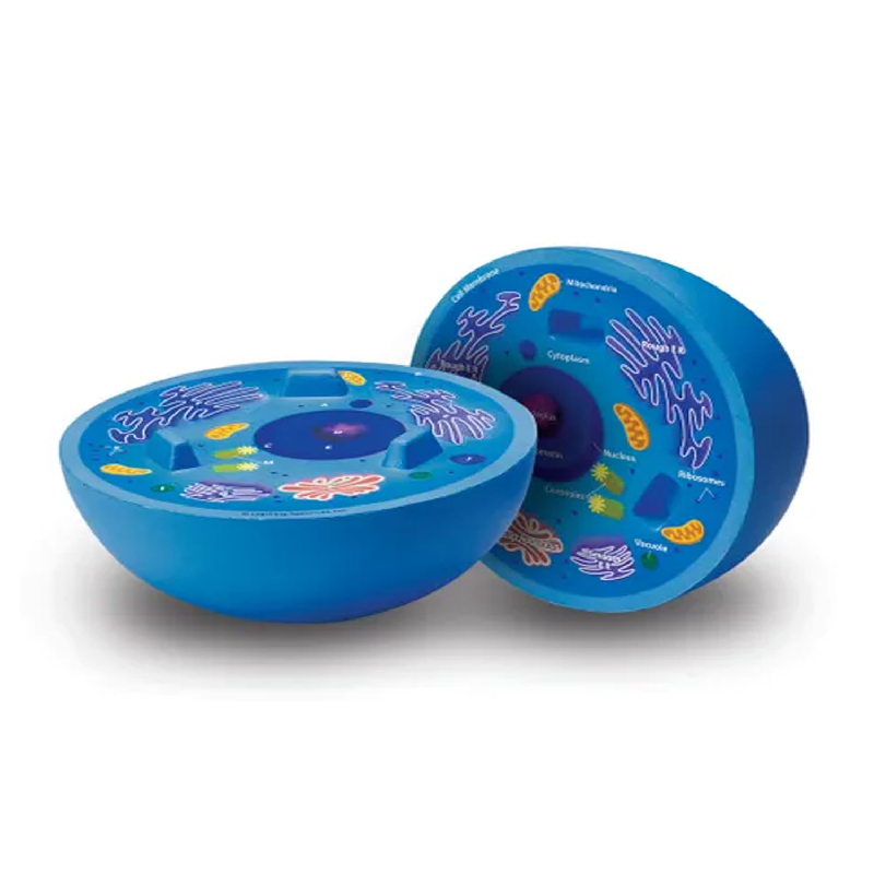 MODELO DE CÉLULA ANIMAL – 14 CM